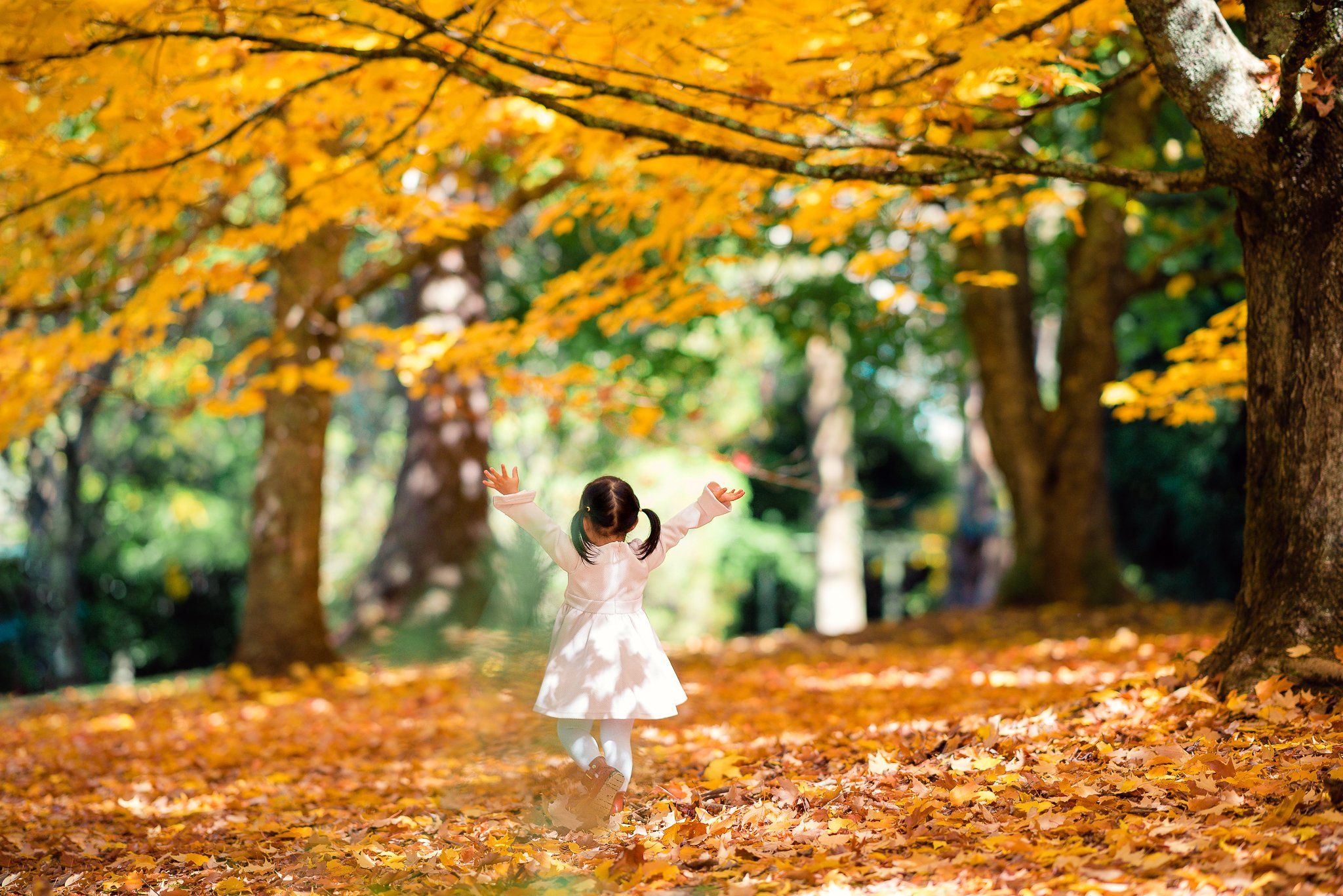 autumn, leaves, yellow, kid, dancing, childhood, girl, celine, emjoy, Derek Zhang