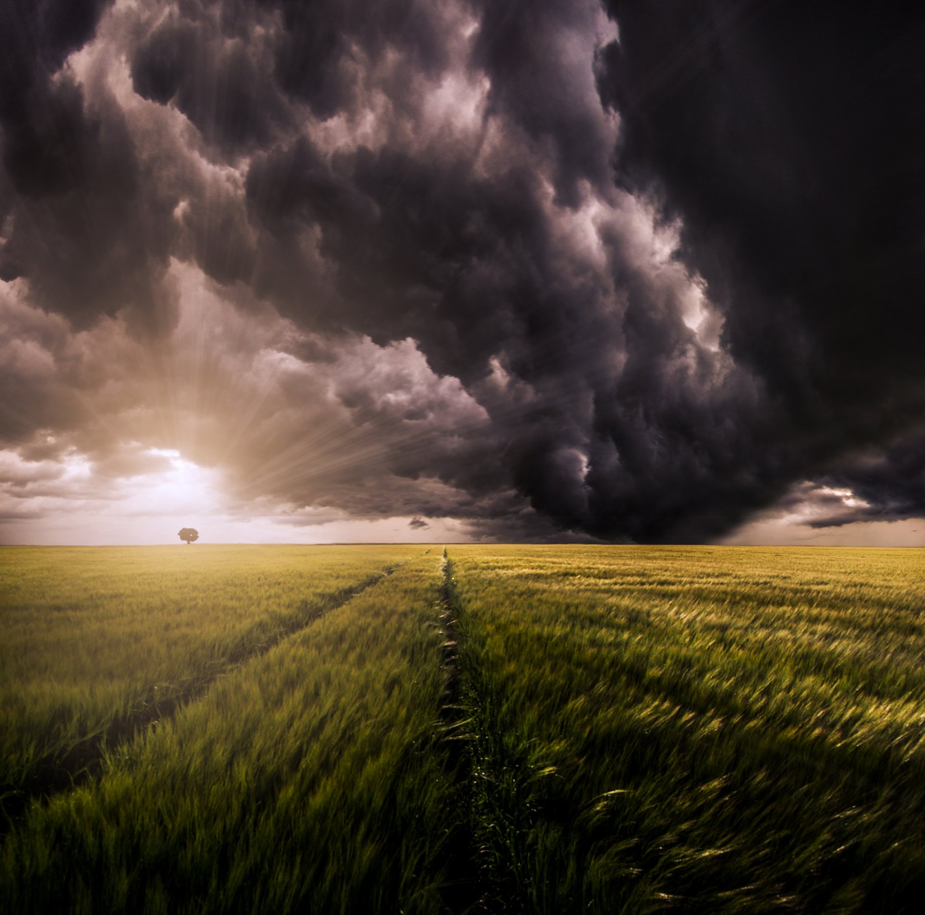 lithuania, storm, clouds, tree, field, grass, sun, sunset, Mindaugas Žarys
