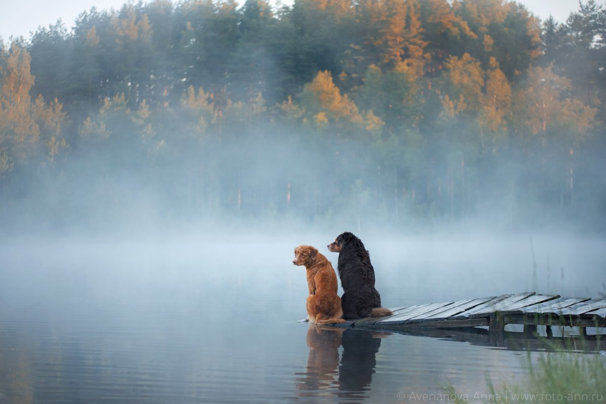 собаки, утро, озеро, туман, Анна Аверьянова
