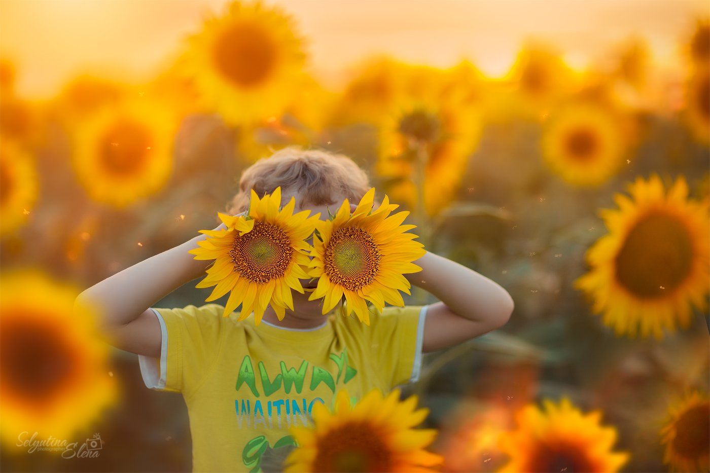 подсолнухи, поле подсолнухов, солнышко, солнце, желтый, sunflower, field of sunflowers, Elena Selyutina