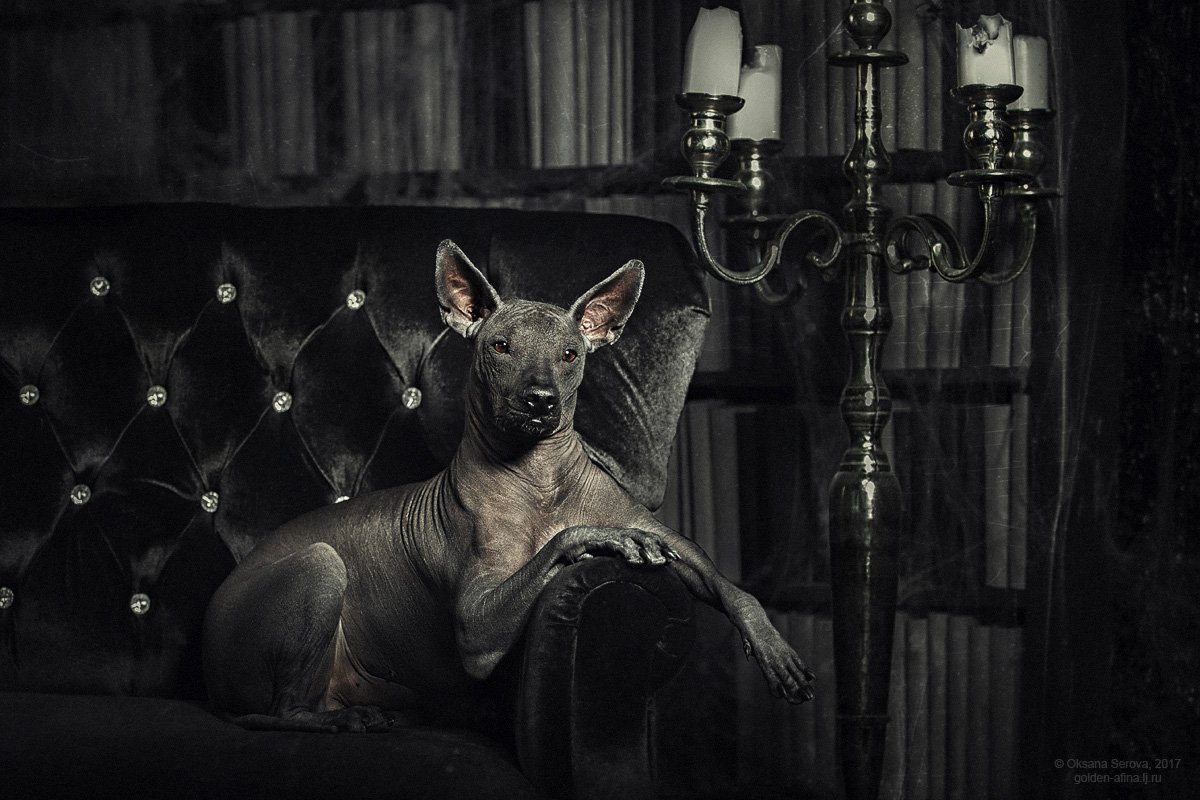 собака, портрет, мексиканская голая собака, ксоло, Оксана Серова