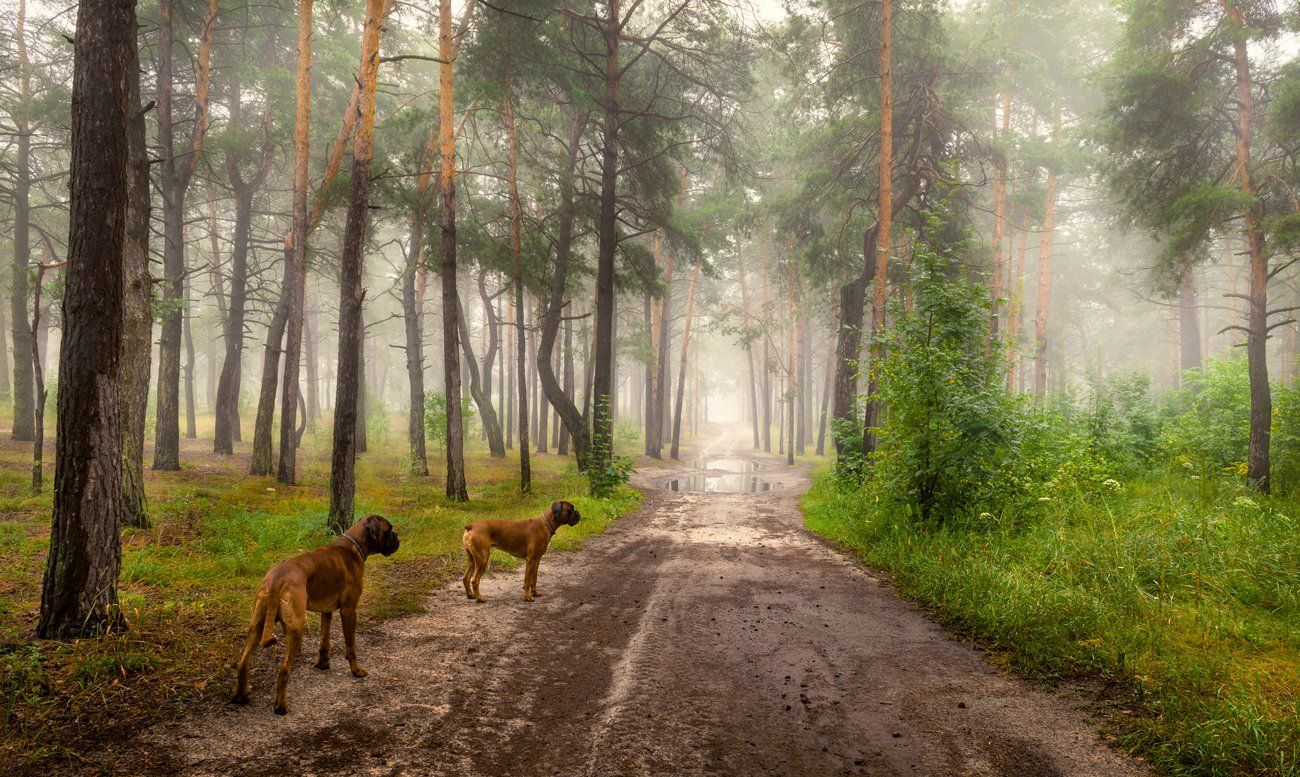 лес, утро, лето, июль, туман, дорога, собаки, Галанзовская Оксана