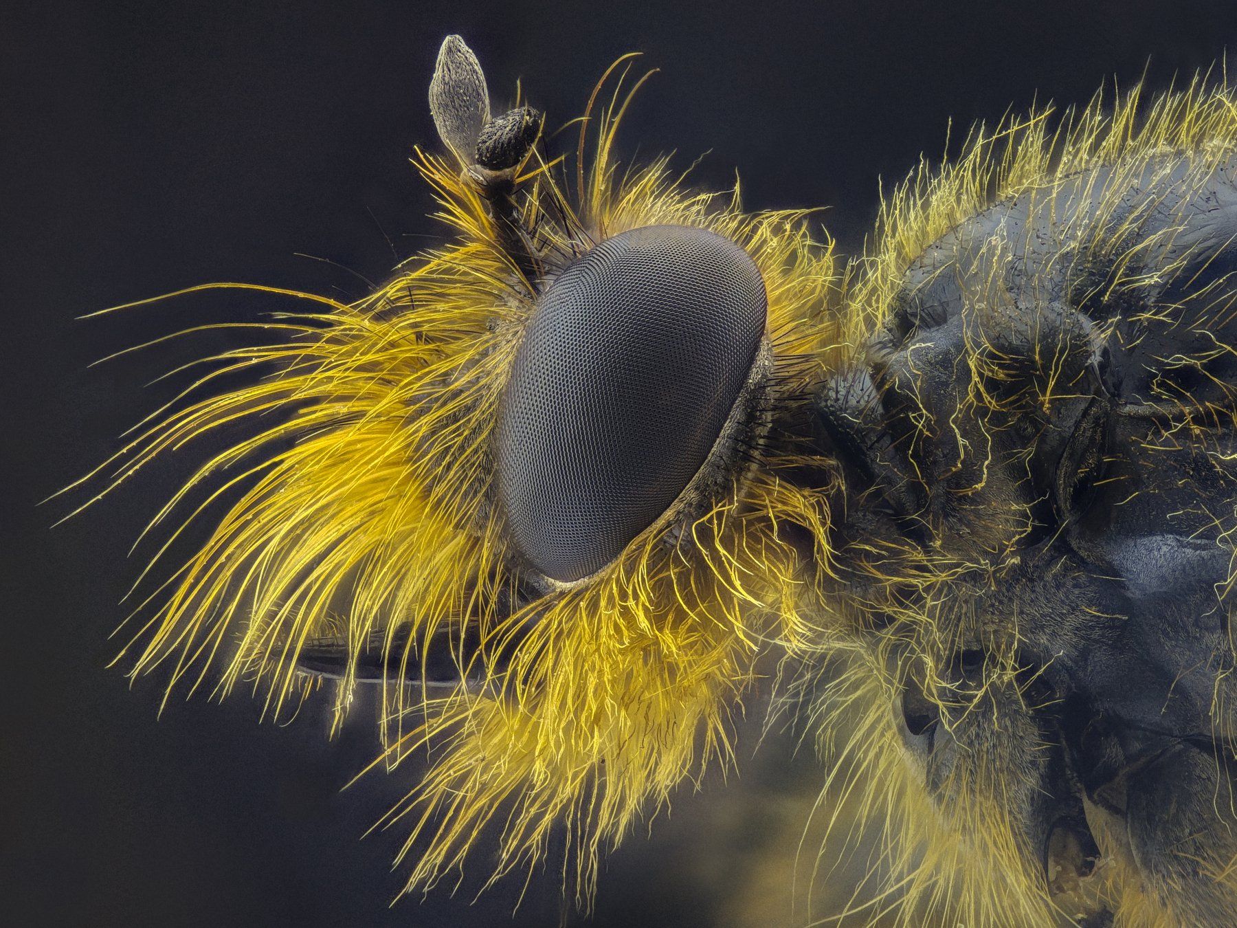 ceclii,macro,lgg4, extrememacro,  макро, Tsvetan Ganev