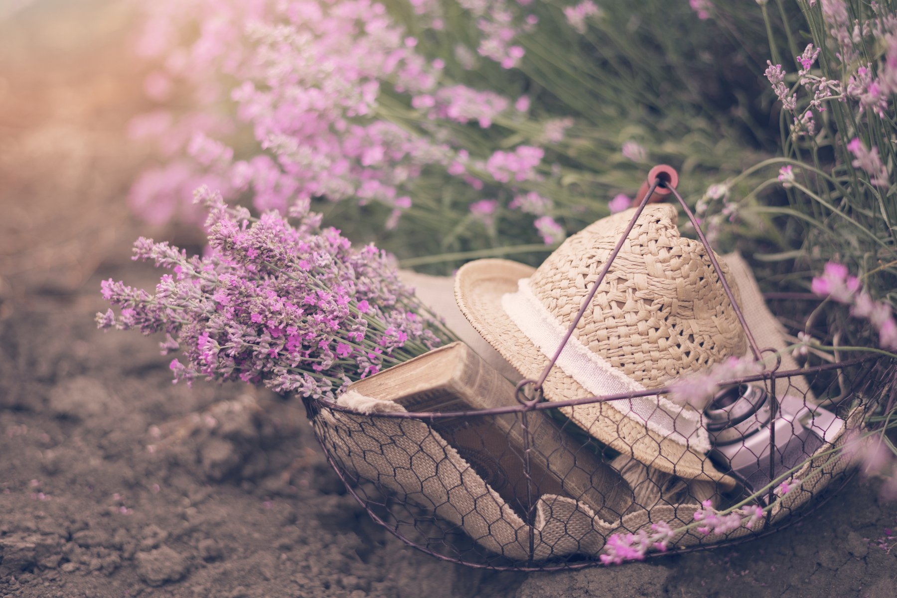 lavender, relax, holiday, provence, Sevda Stancheva