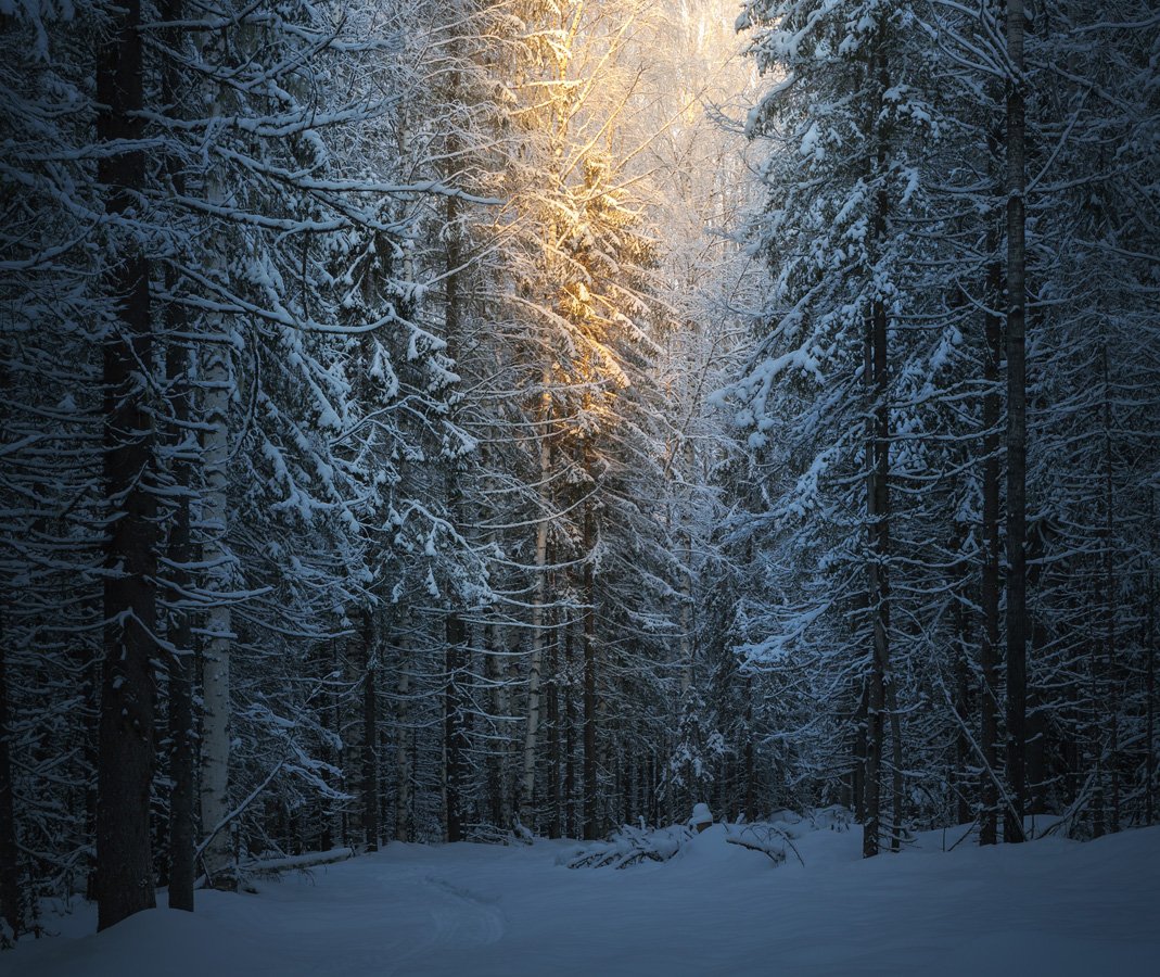 Лес, зима, холод, чаща, ельник, тропа, вечер, Смольский Евгений