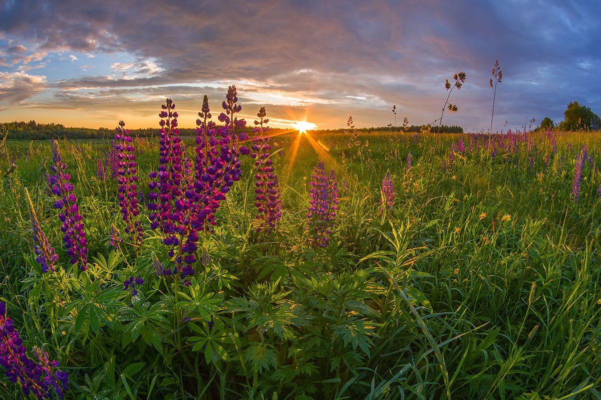 лето вечер солнце люпины деревня цветы, Марина Мурашова