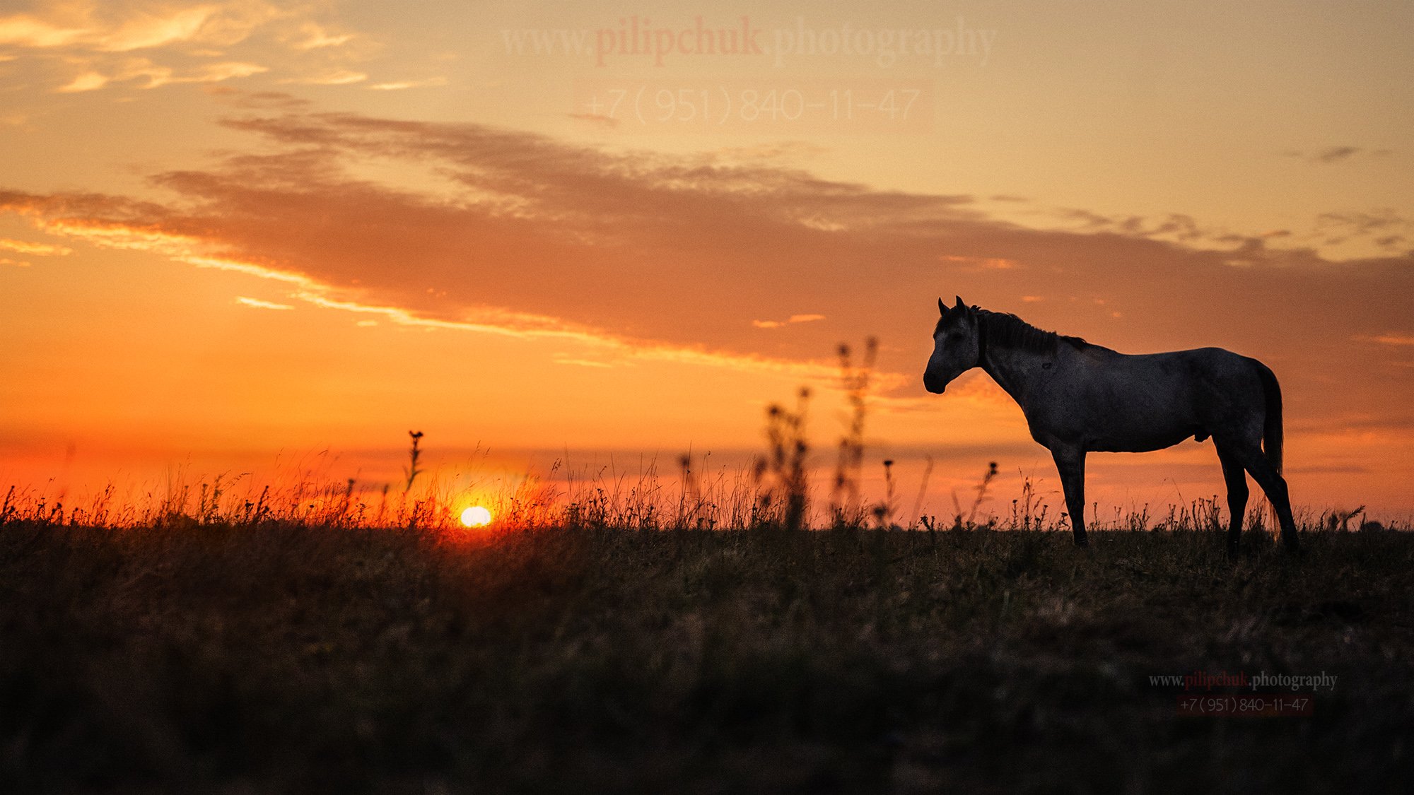 лошадь, пейзаж, восход солнца, в поле лошадь, Пилипчук Константин