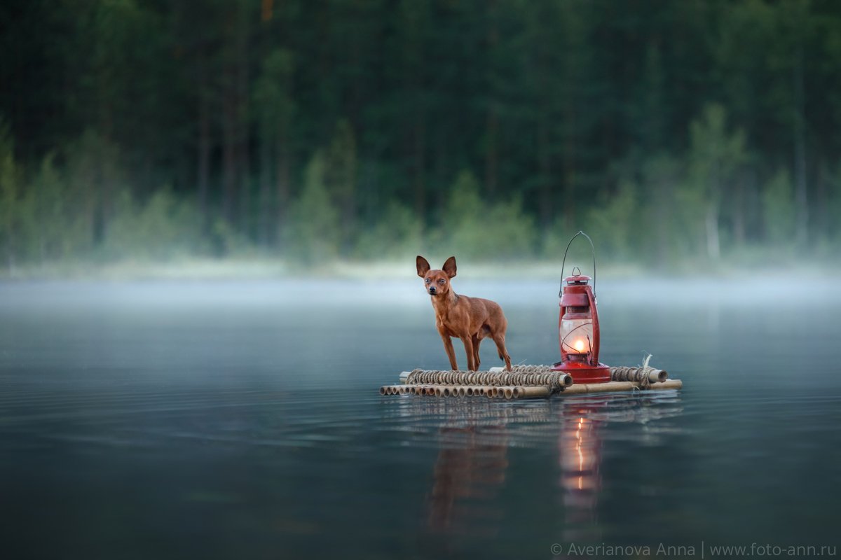 собака, природа, озеро, туман, утро, Анна Аверьянова