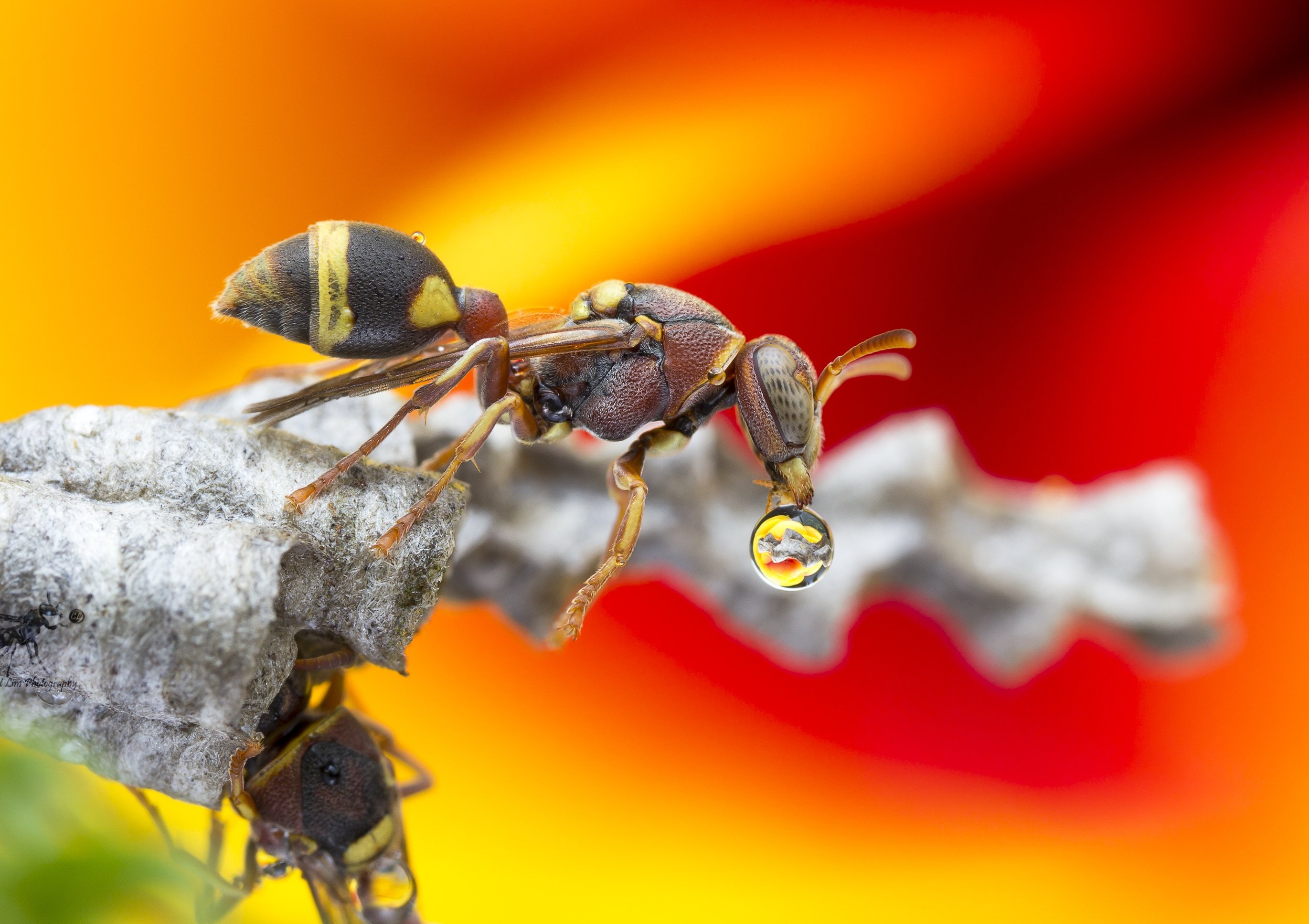 #macro#wasp#waterbubble#reflection#colors, Choo How Lim