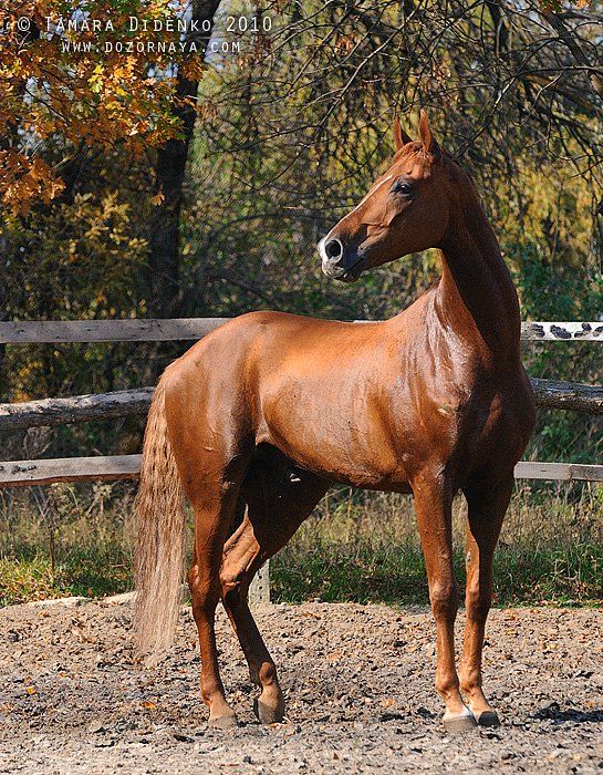 лошадь, осень, Tamara Didenko
