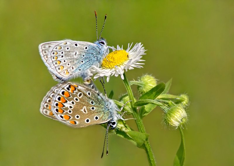 бабочки, Cheplenko Aleksey