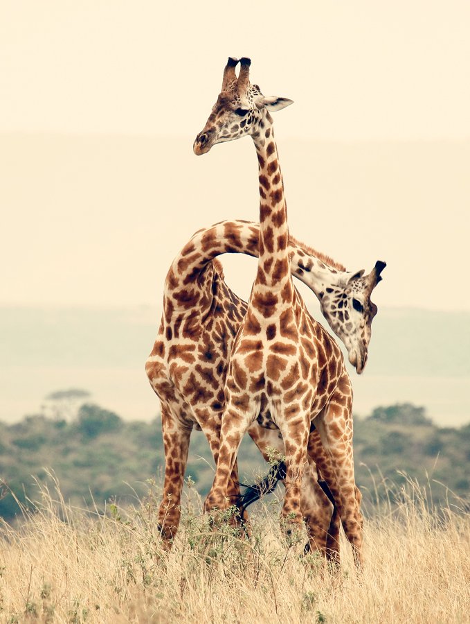 жираф, кения, африка, Максим Костин