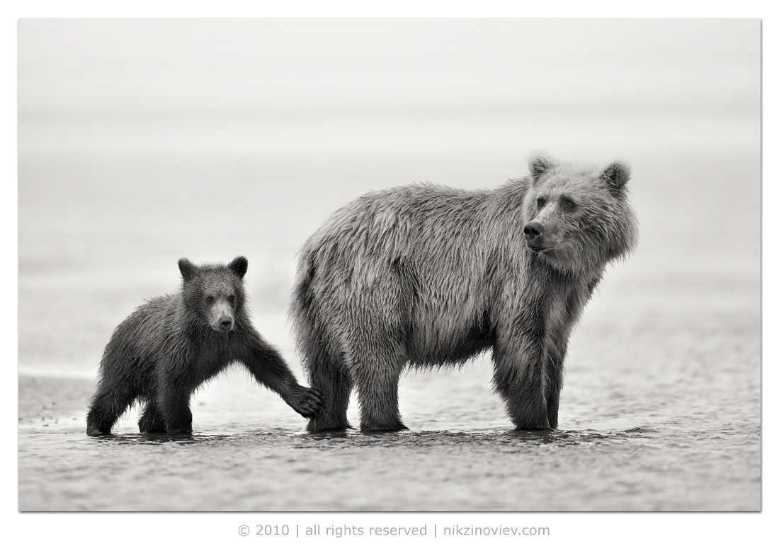 медведи, мишки, аляска, сша, дикие животные, николай зиновьев, фотограф дикой природы, Николай Зиновьев