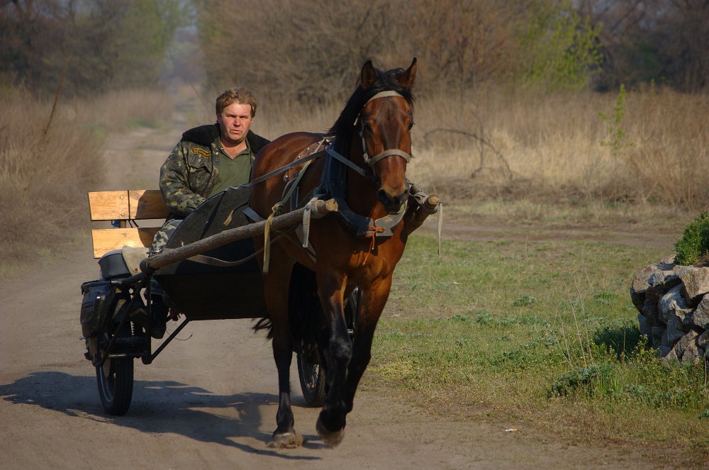 лошадь, повозка, Евгений Смердов