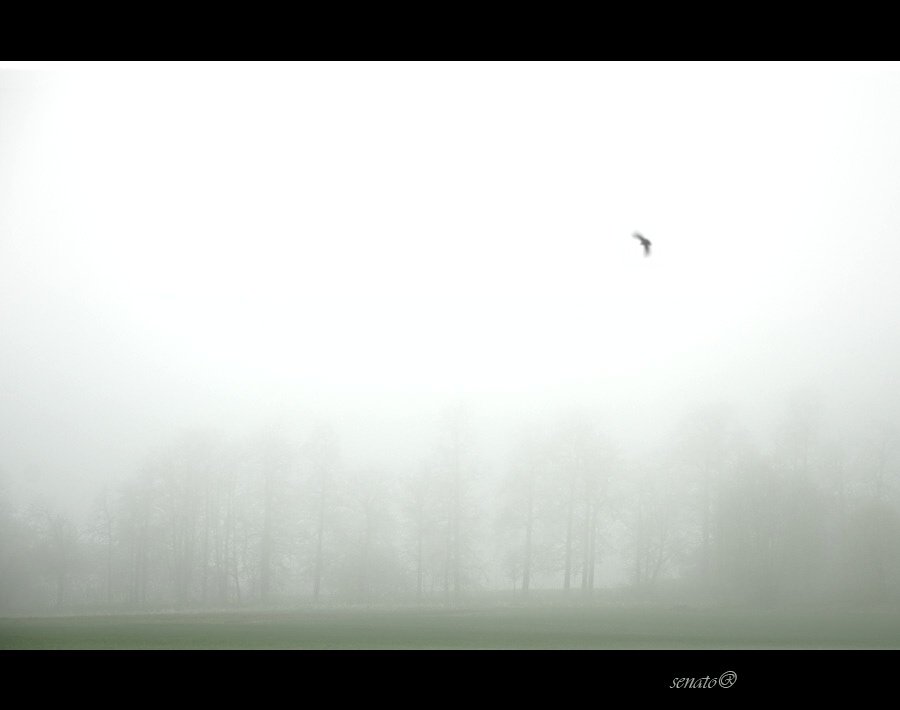 mist,fog,tree,morning,lark, senato®