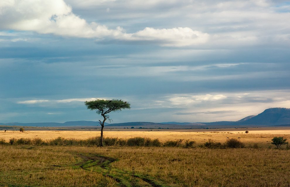саванна, африка, кения, масаи мара, Eeyore