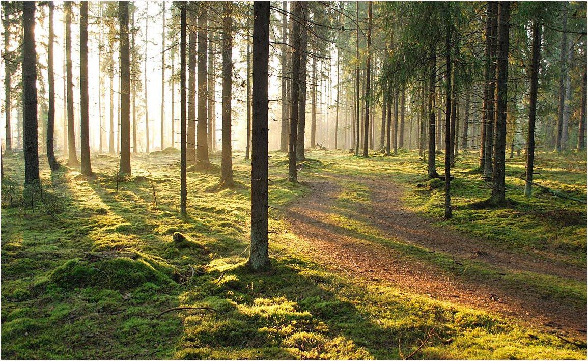 лес, рассвет, бор, утро, пейзаж, природа, Андрей Куликов