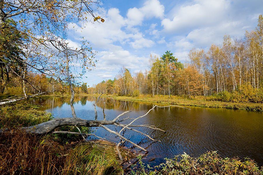 осень, озеро, окский заповедник, лес, отражения, Андрей Алексеев
