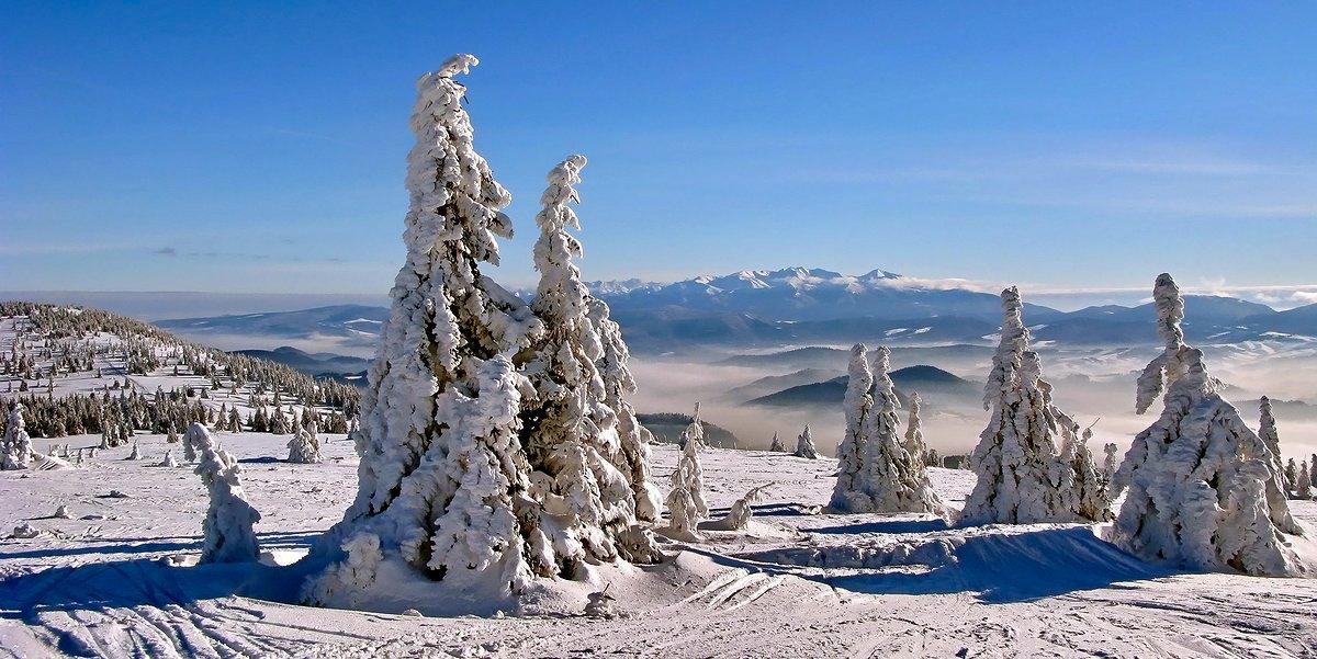 горы, зима, елки, татры, Vasylevskyy Vitaliy
