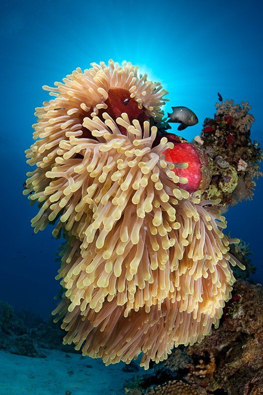 красное море, подводная съемка, риф, коралл, солнце, актиния, вода, лучи, свет, рыба, Natalia Pryanishnikova