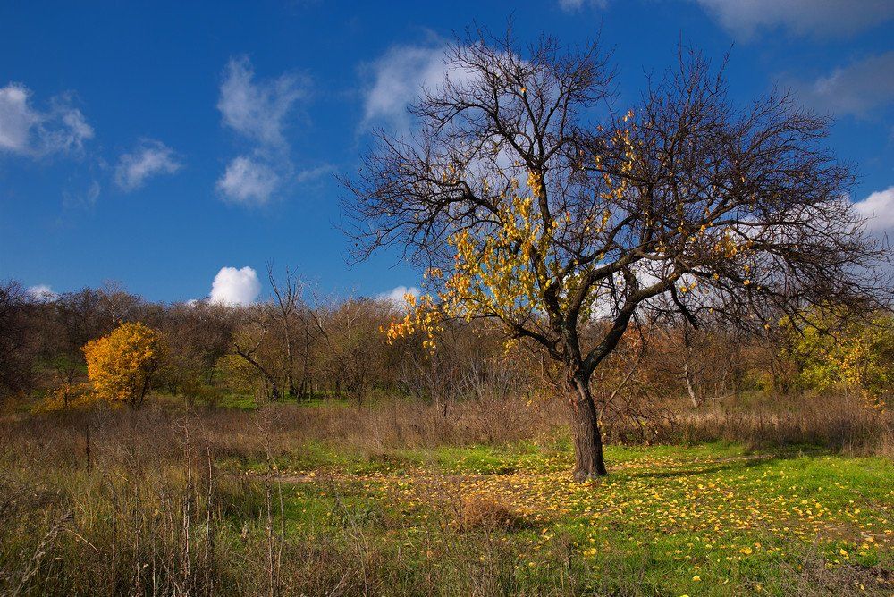 пейзаж,осень,небо,дерево,листва,свет,облака,трава,хортица, Sergey Bogachyov