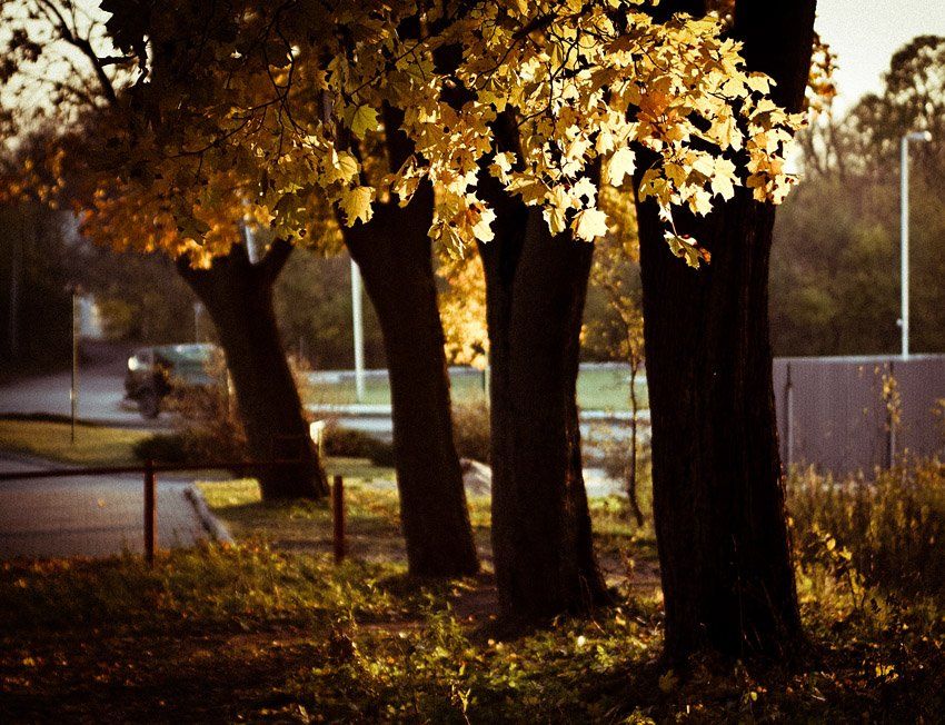 осень, листья, деревья, солнце, вечер, Roman Tarasoff