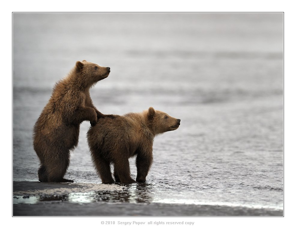 аляска, медвели, дикая природа, фотографии дикой природы, Попов Сергей