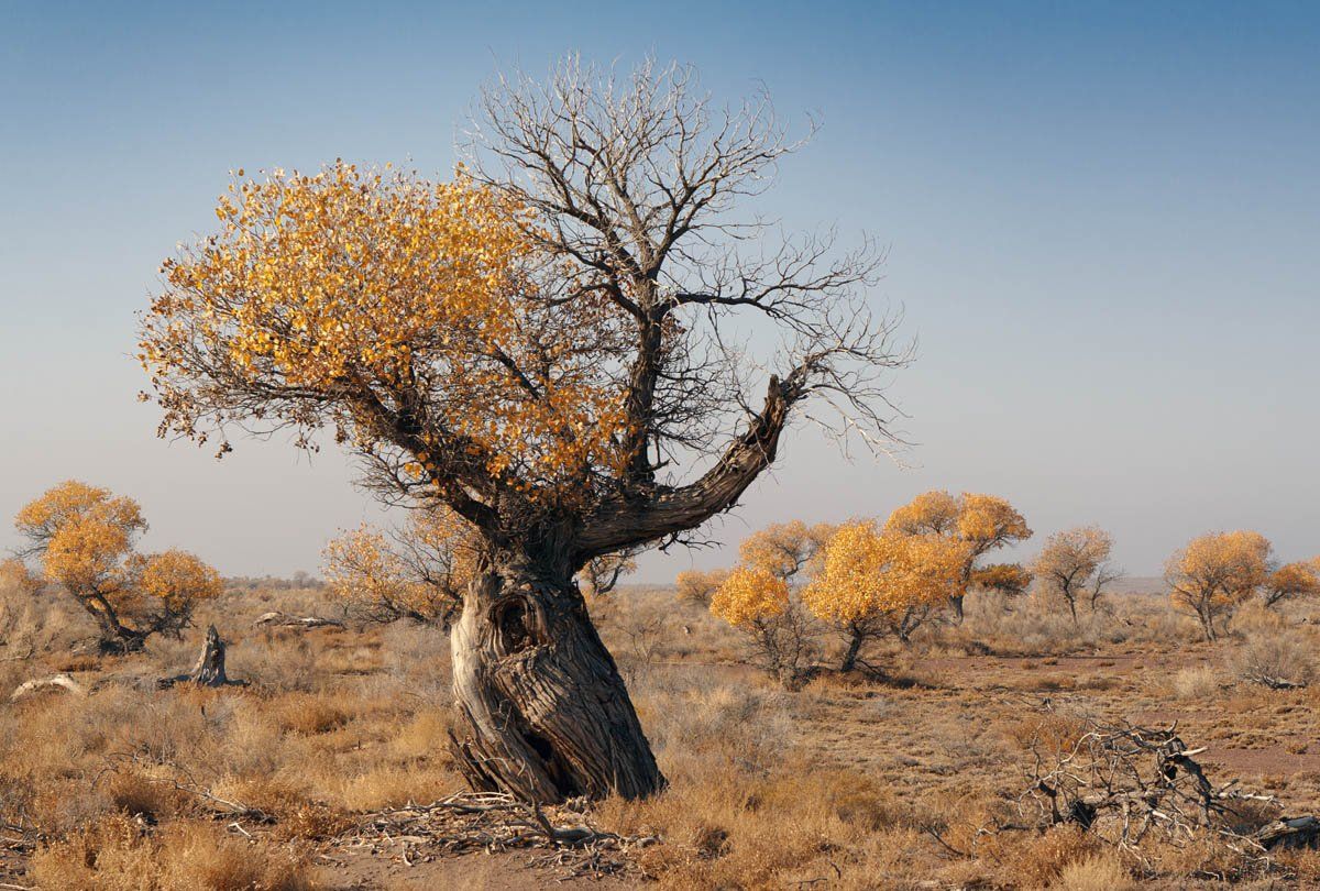 осень, дерево, пустыня, желтый, алтын-эмель, казахстан, Ilia Afanasieff