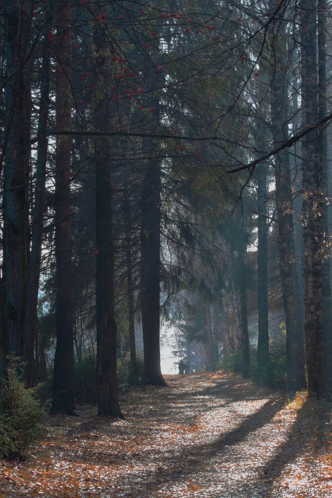 туман,лес,осень, Дмитрий Алексеев