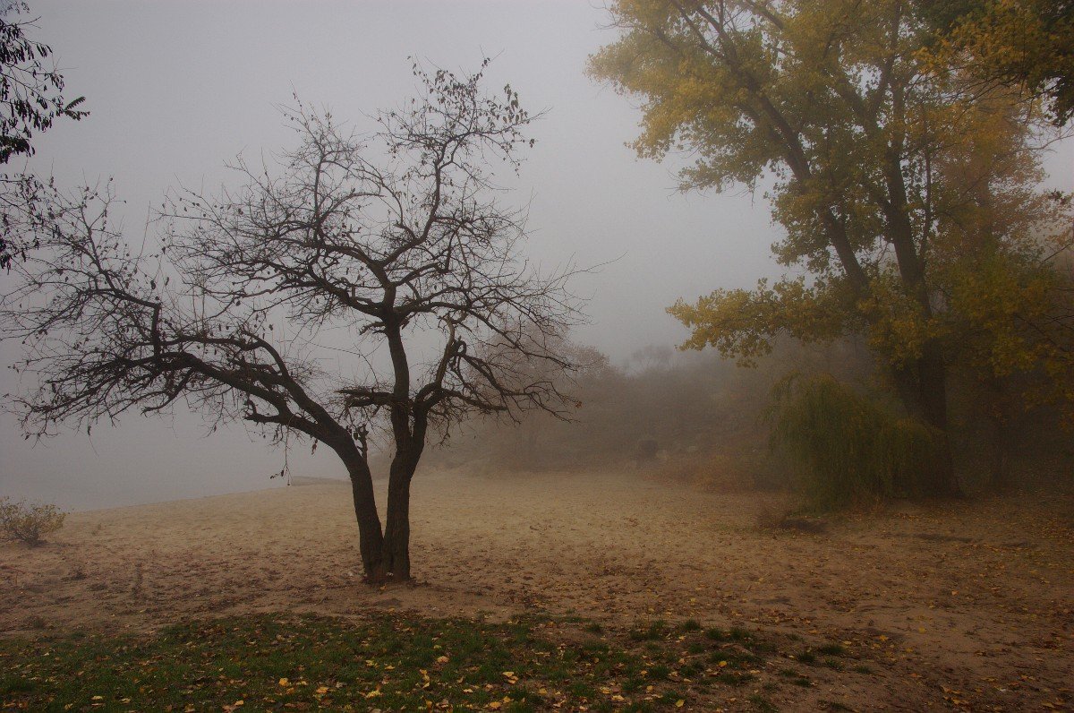 пляж, осень, туман, деревья, настроение, дымка, Евгений Смердов
