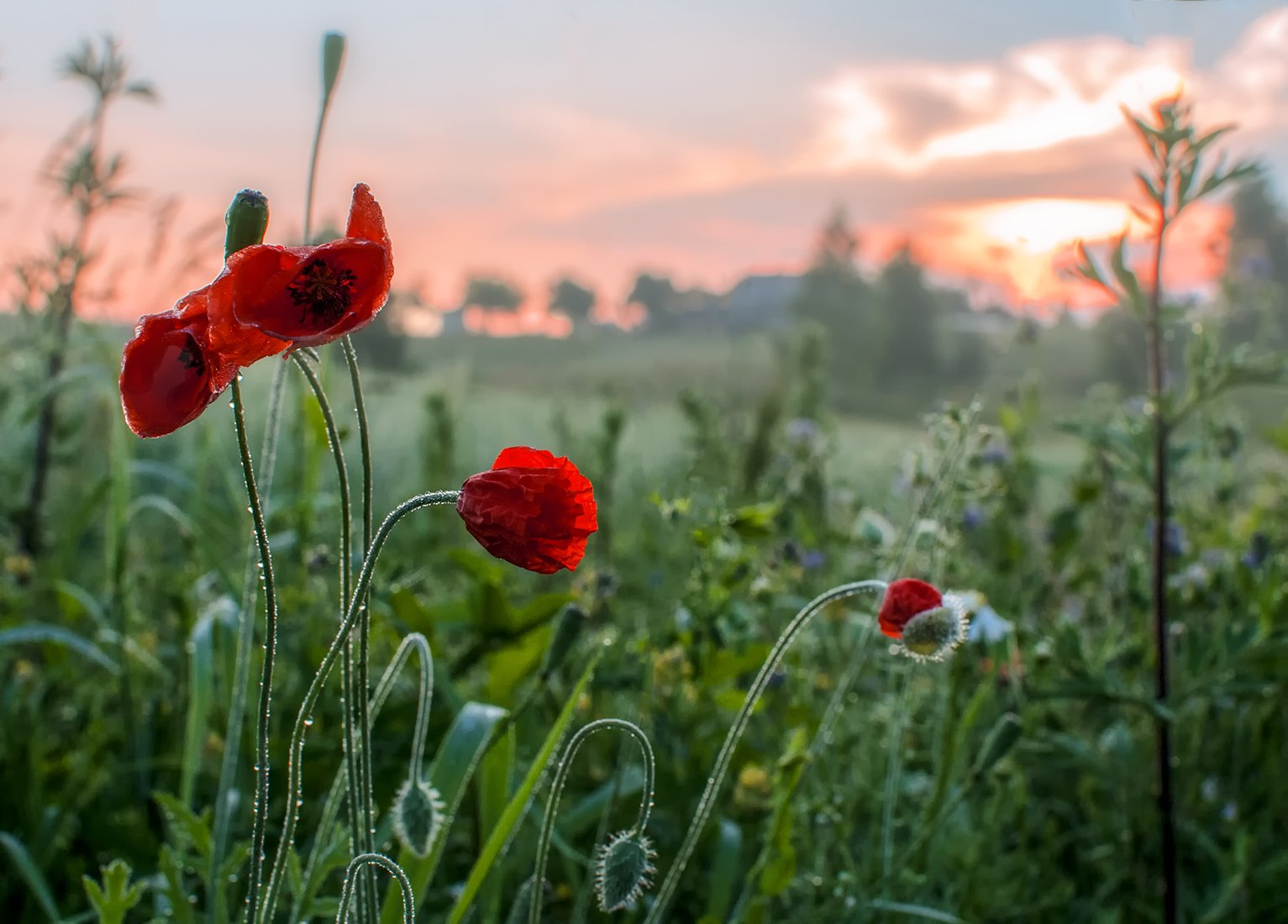poppy,red,flowers,summer,fields,sunrise, Daiva Cirtautė