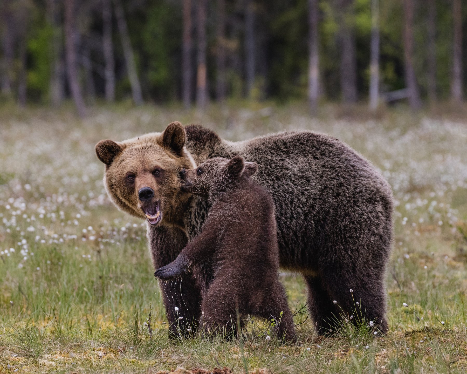 бурые медведи, медвежонок, Алексей Сулоев