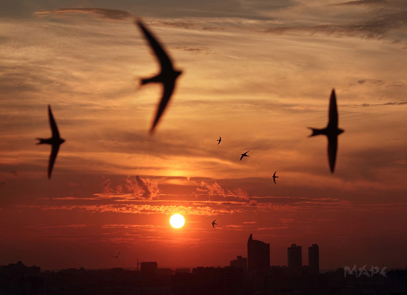 птицы стрижи город закат, Шангареев Марс