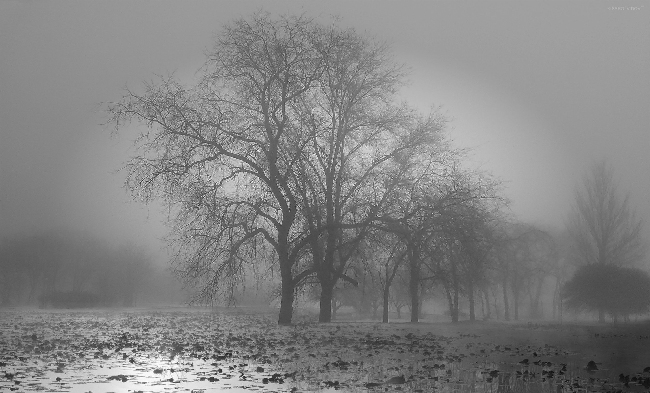 утро, туман, деревья, Sergii Vidov