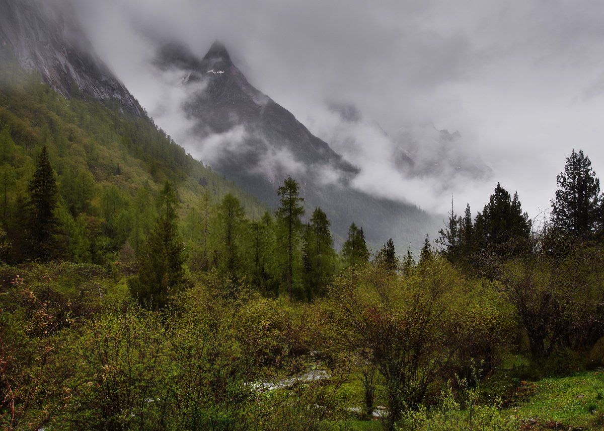 горы, лес, туман, китай, 四姑娘山, Лена Стогова