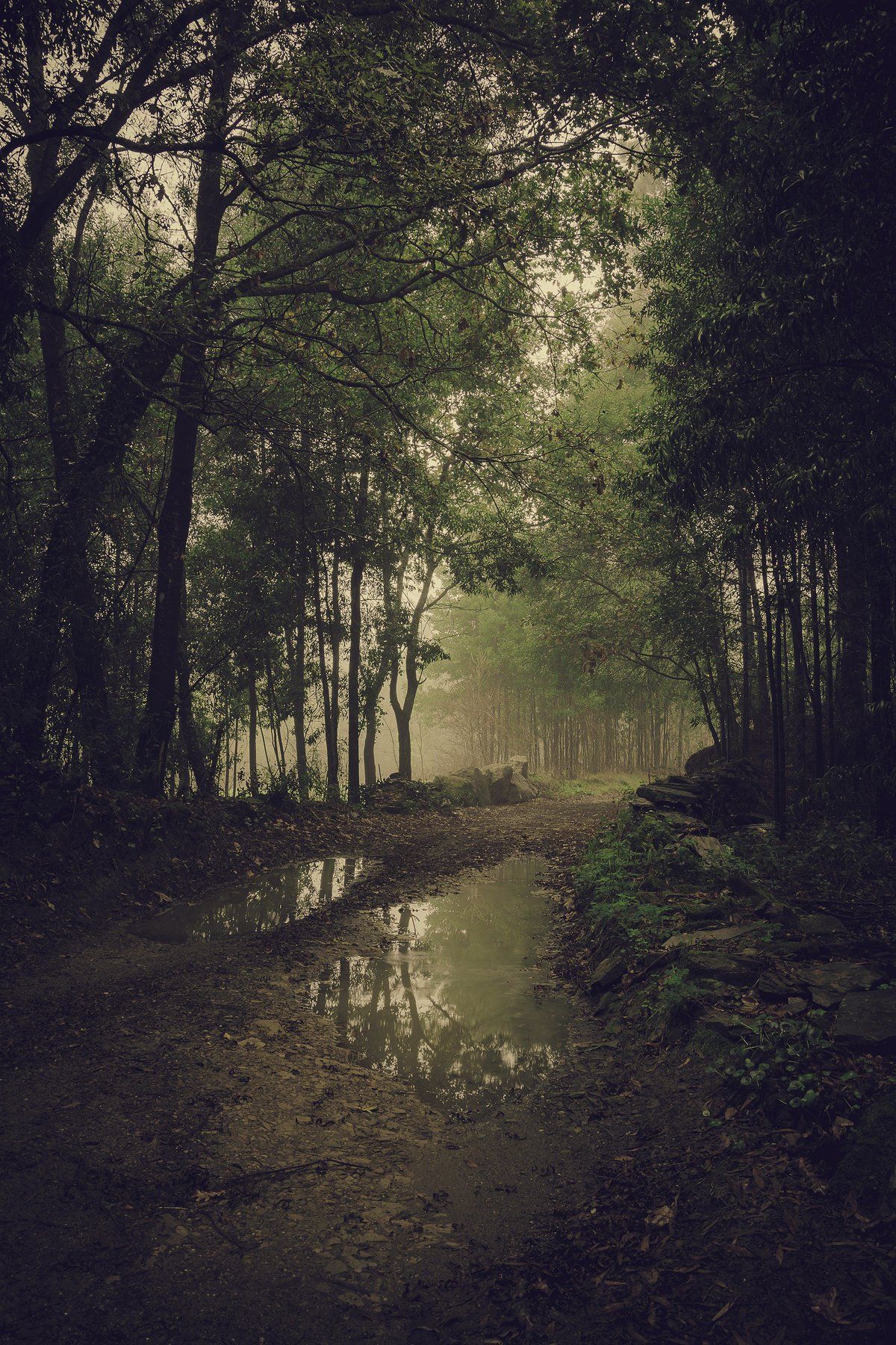 reflection, trees, green, water, green, beauty, nature, country, morning, Antonio Coelho