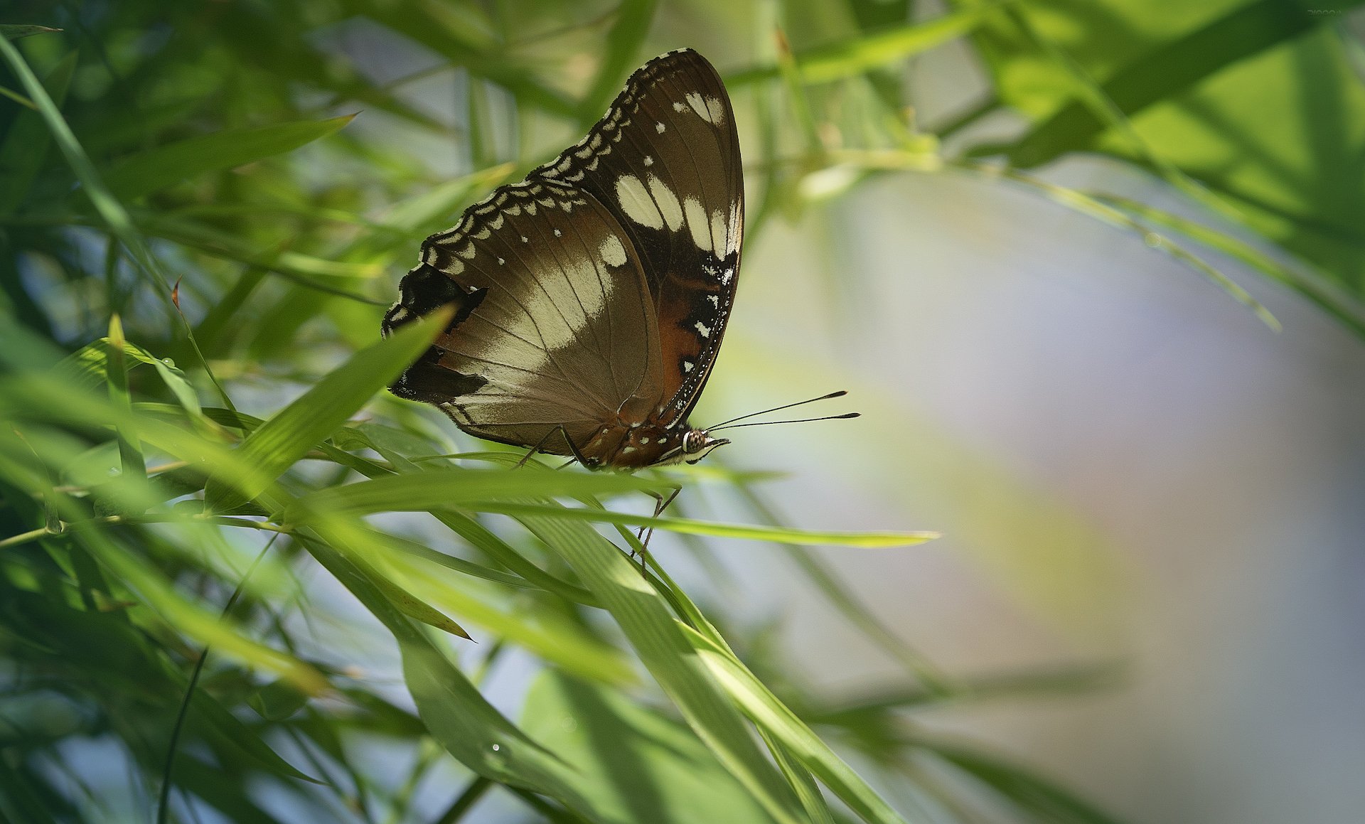 природа, бабочки, макро, индонезия, Дмитрий Посевич