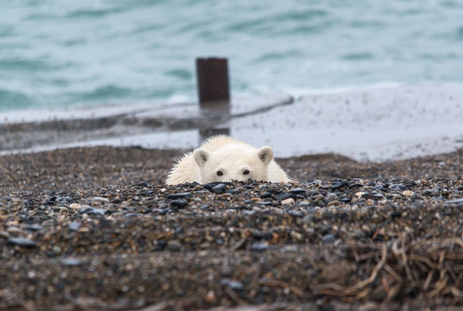чукотка арктика медведь белый полярный морской берег, Максим Деминов