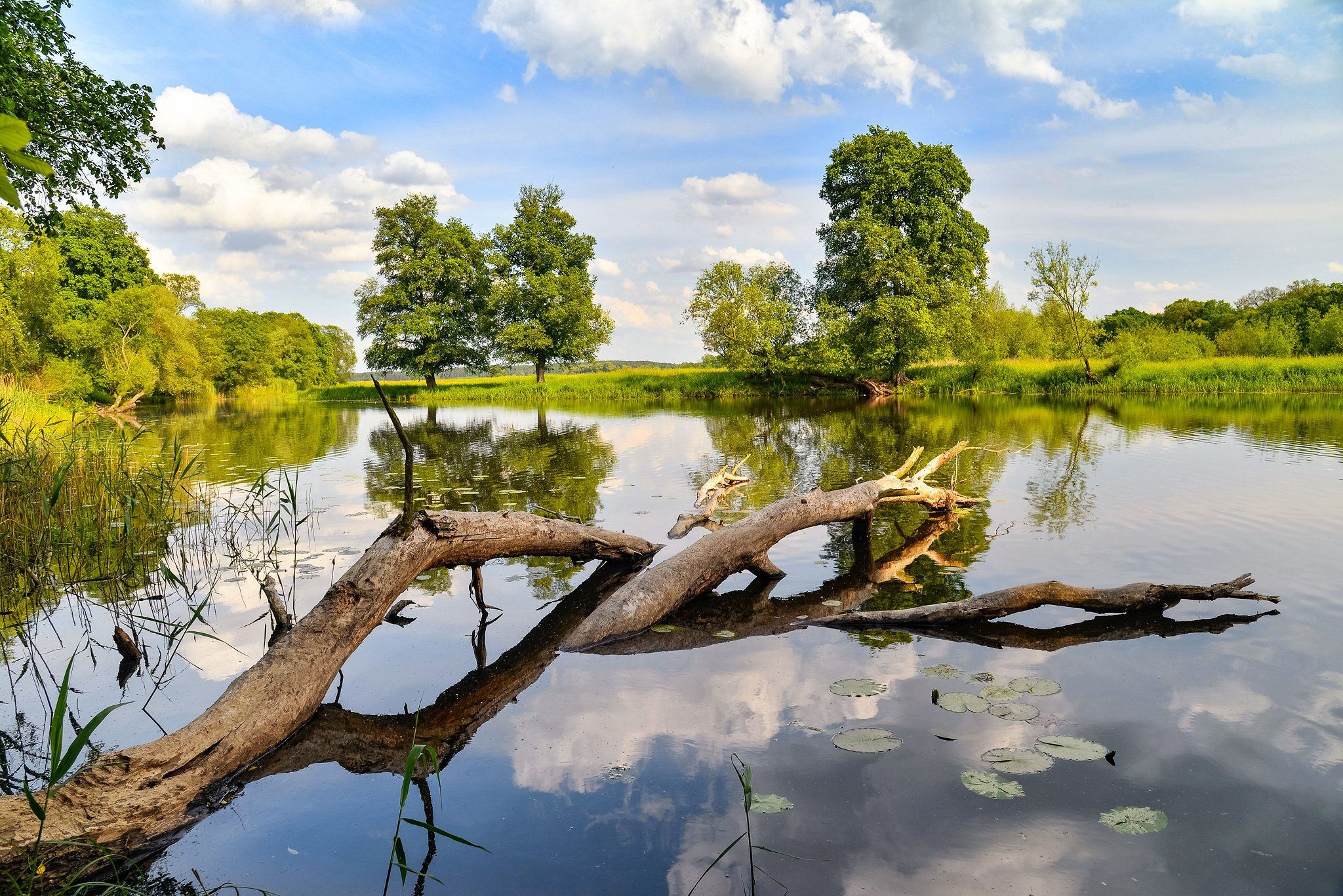 odertal national park water tree trees clouds sky green schwedt oder lake blue, Radoslaw Dranikowski