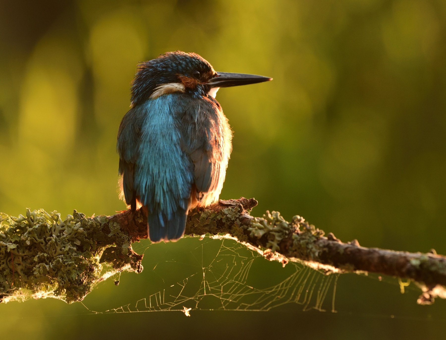 kingfisher, зимородок, река урал, Владимир Ежов