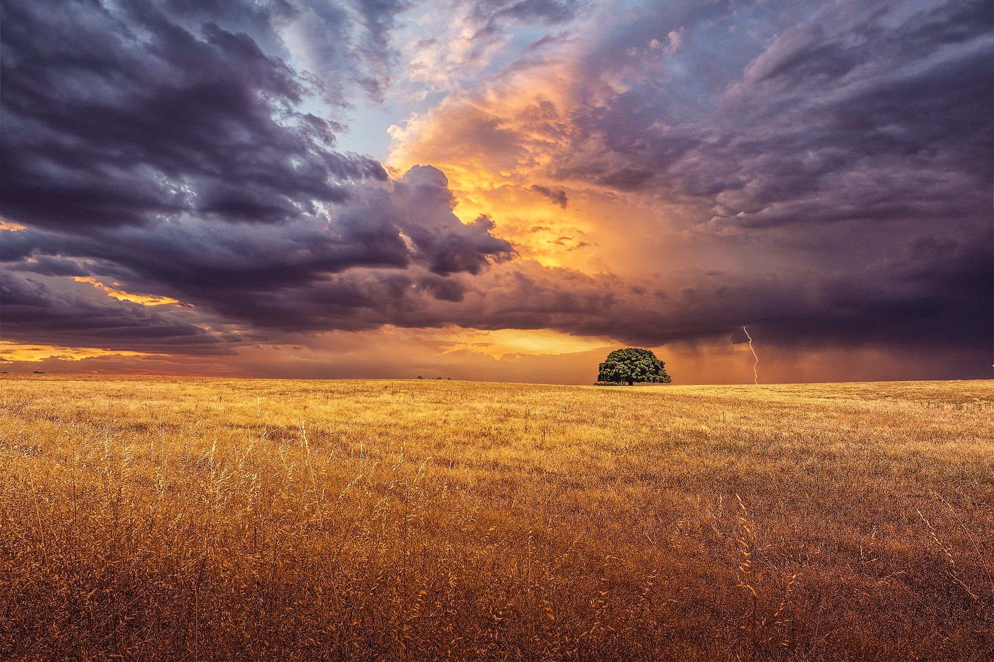 tree, fields, sunset, clouds, cloudscape, storm, sun, purple, orange, colorful, beauty, Antonio Coelho