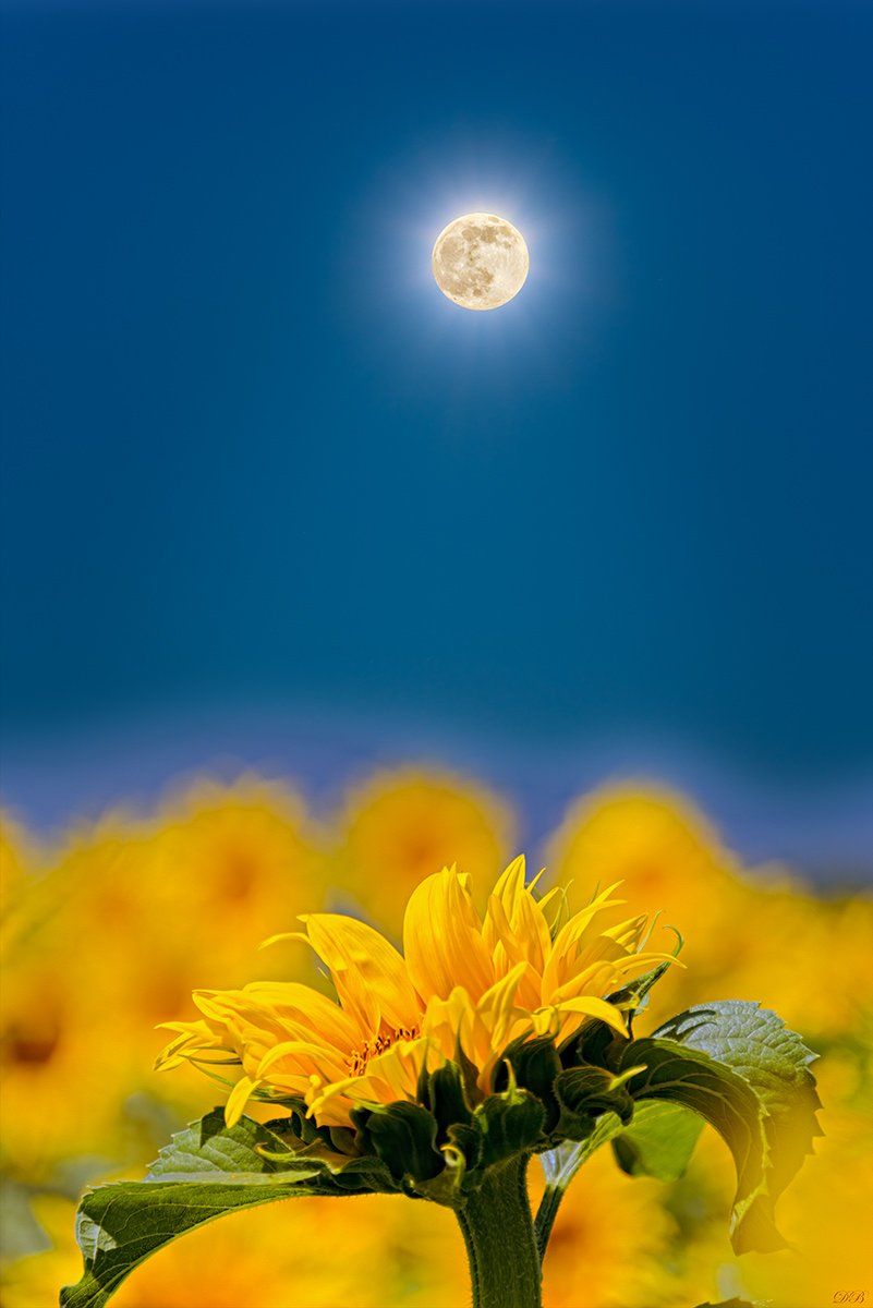 blue, color, colorful, colors, color image, collage, flower, glow, image, moon, nature, natural light, photo collage, photography, sunflower, yellow,, Dr Didi Baev