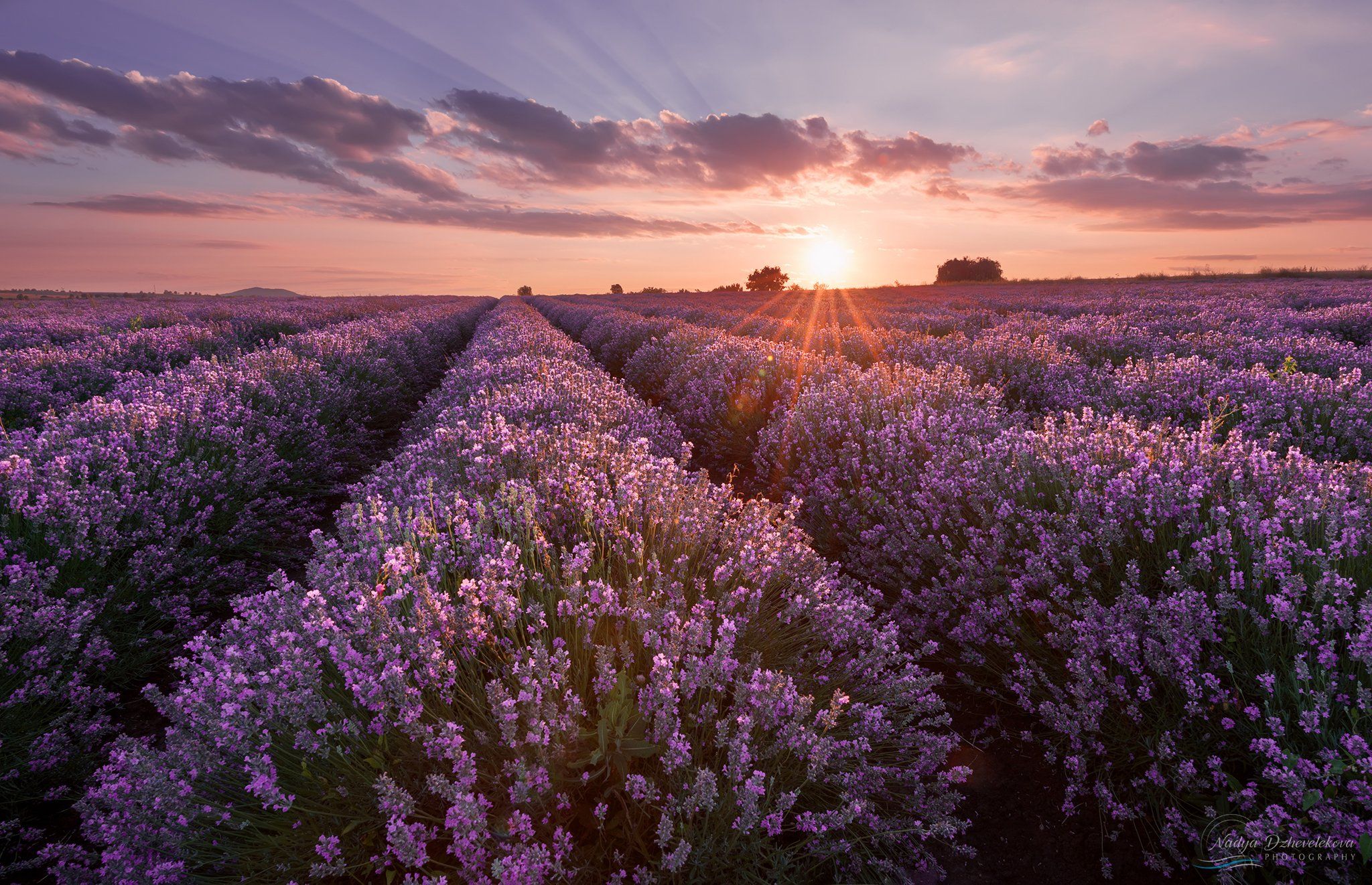 lavender, field, sunset, sun, clouds, sky, Надя Джевелекова