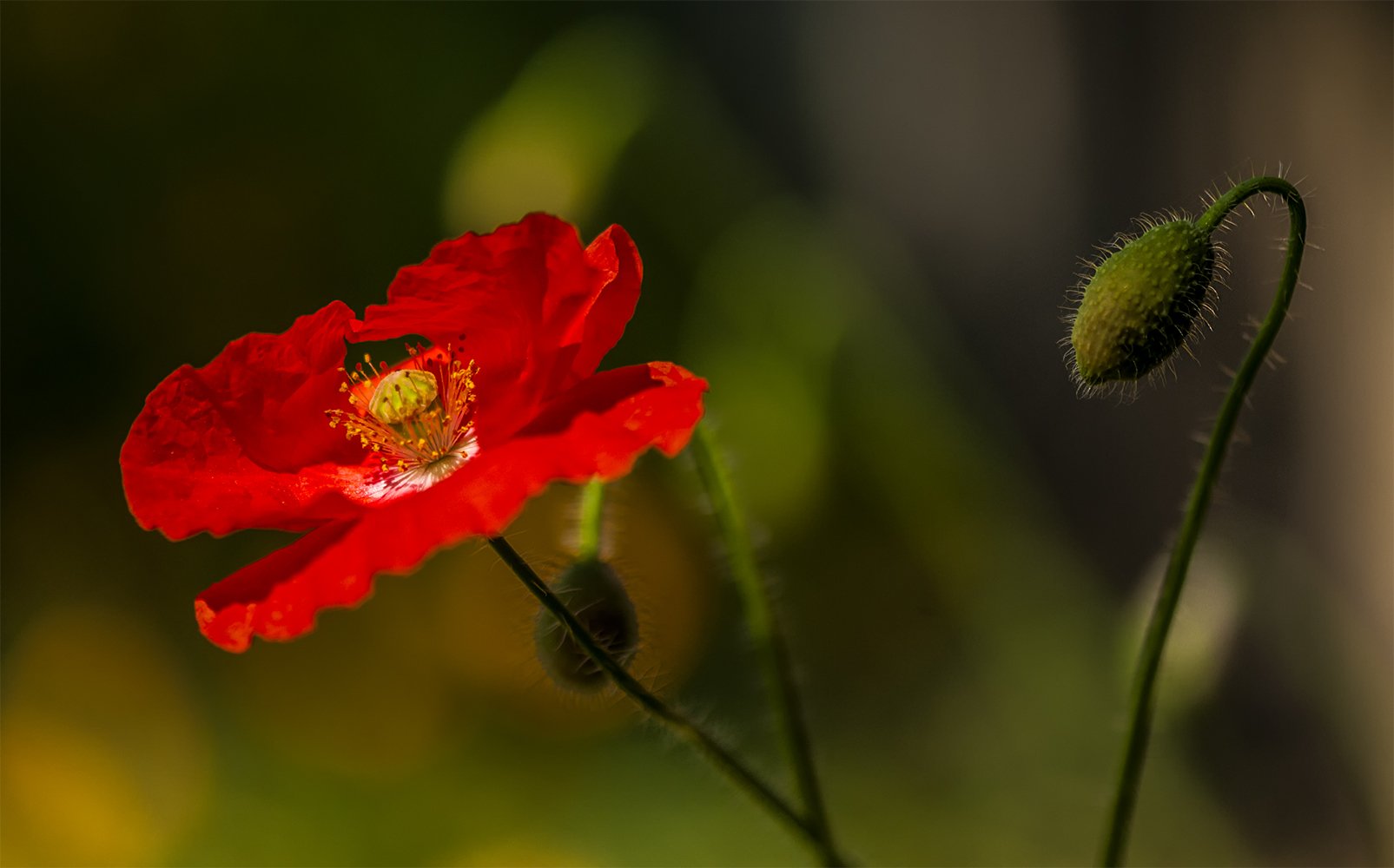 poppy,red,flowers,summer,fields, Daiva Cirtautė