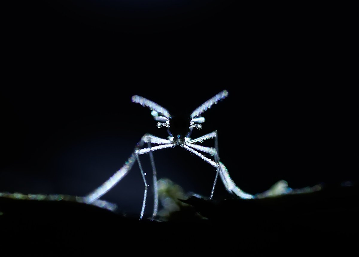 комар, Валерия Зверева