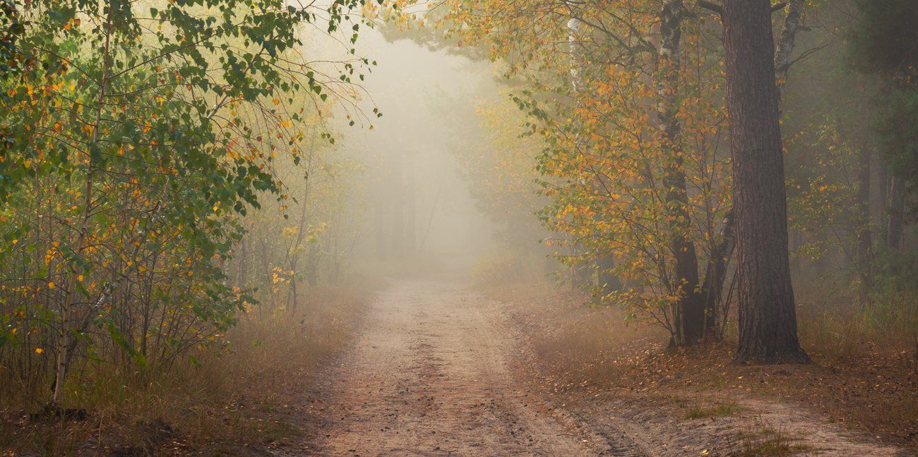 лес, осень, туман, Галанзовская Оксана