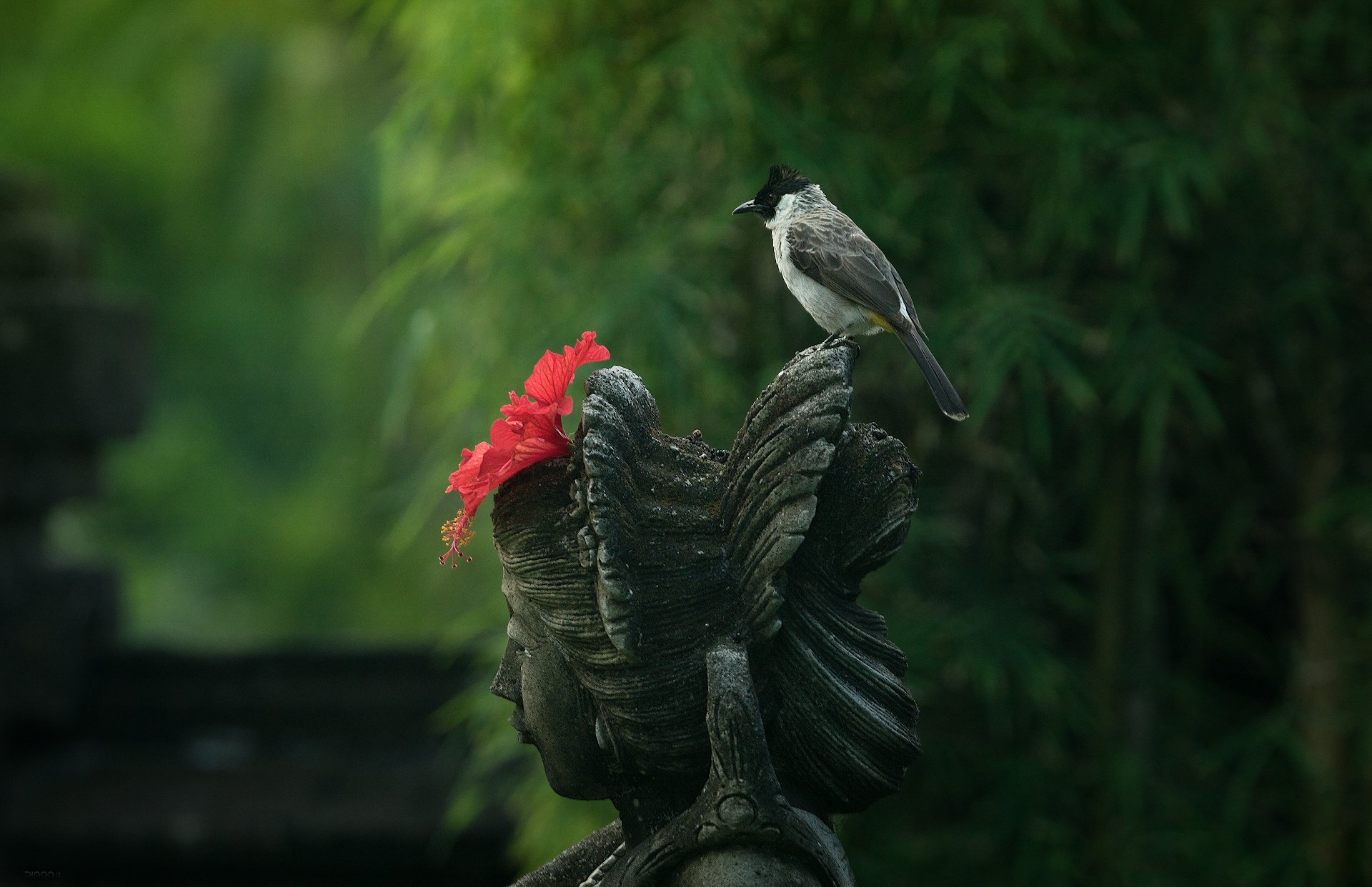 природа, животные, птицы, индонезия, Дмитрий Посевич