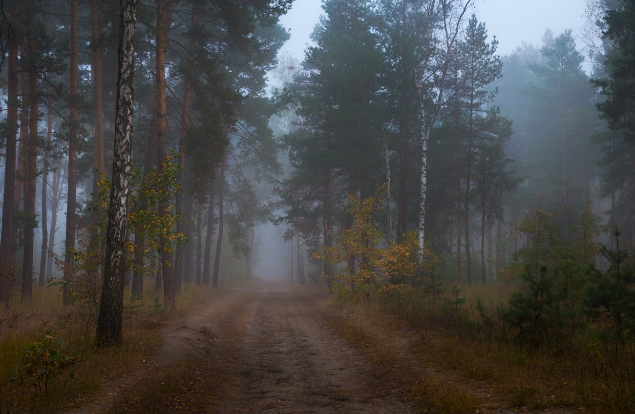 лес, туман, осень, тропа, Галанзовская Оксана