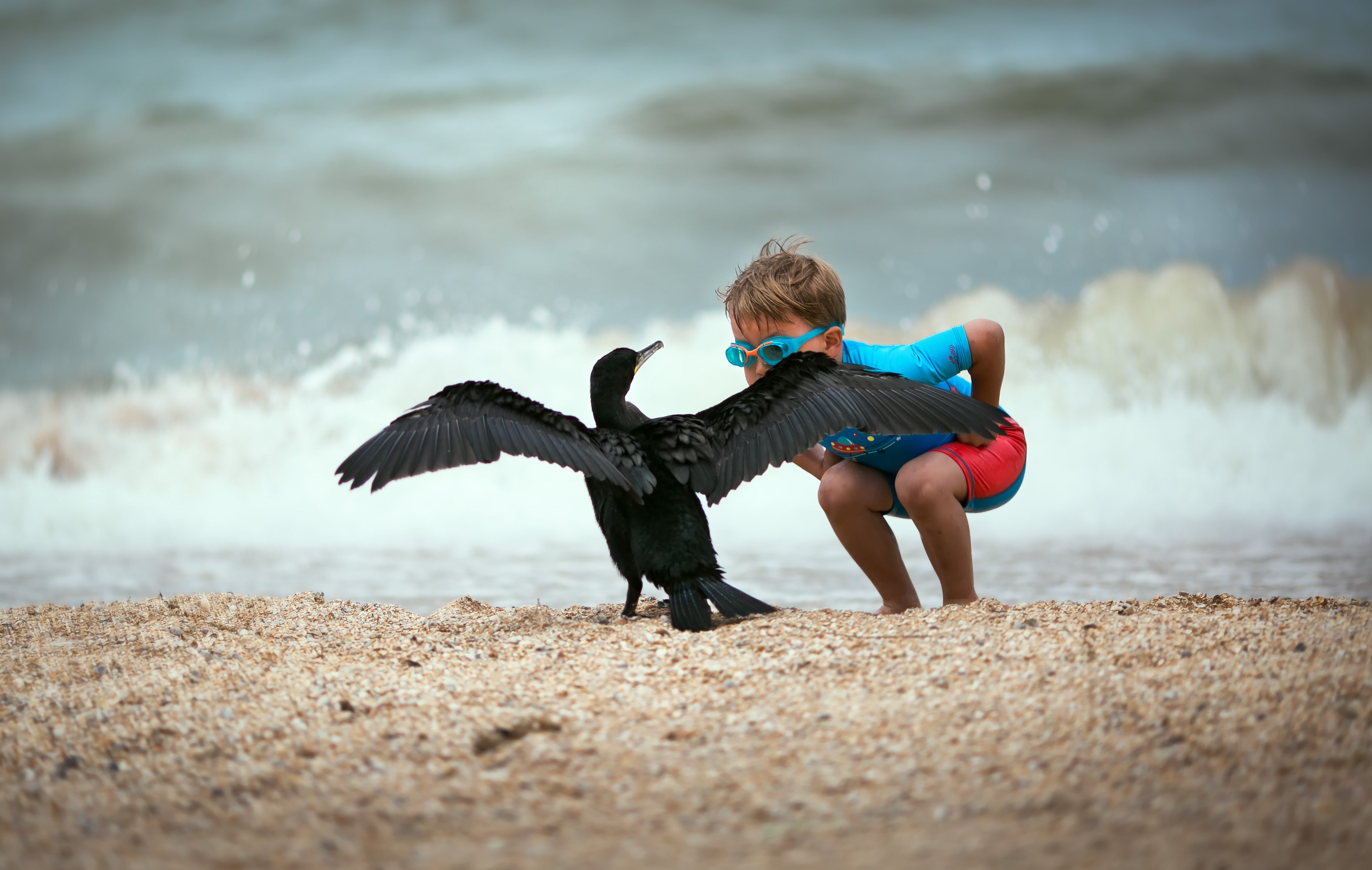 море берег песок пляж птица баклан вода лето солнце ребенок, Евгения Брусенцова