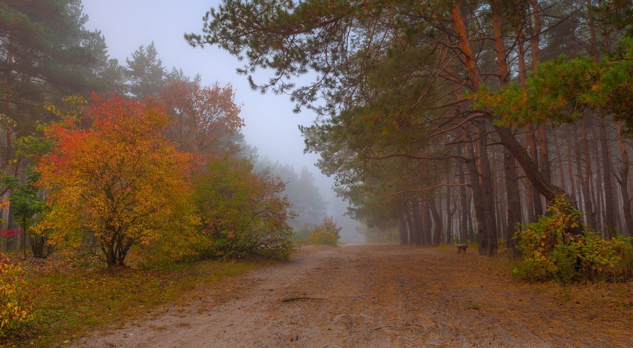 осень, октябрь, лес, туман, Галанзовская Оксана
